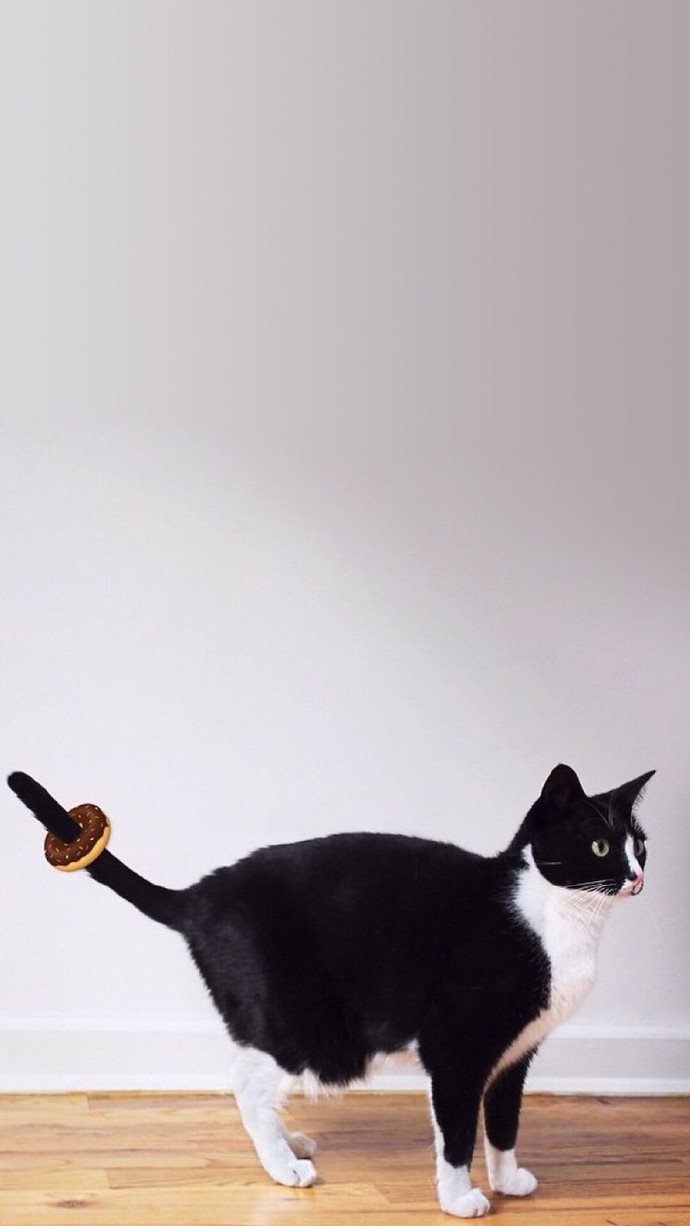 萌宠图片可爱猫咪手机壁纸