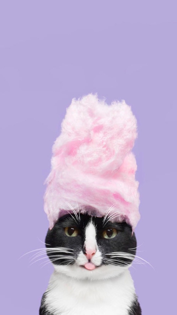 萌宠图片可爱猫咪手机壁纸