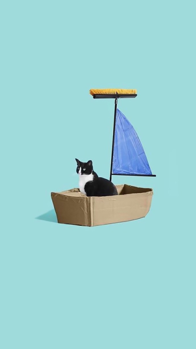 萌宠图片可爱猫咪手机壁纸