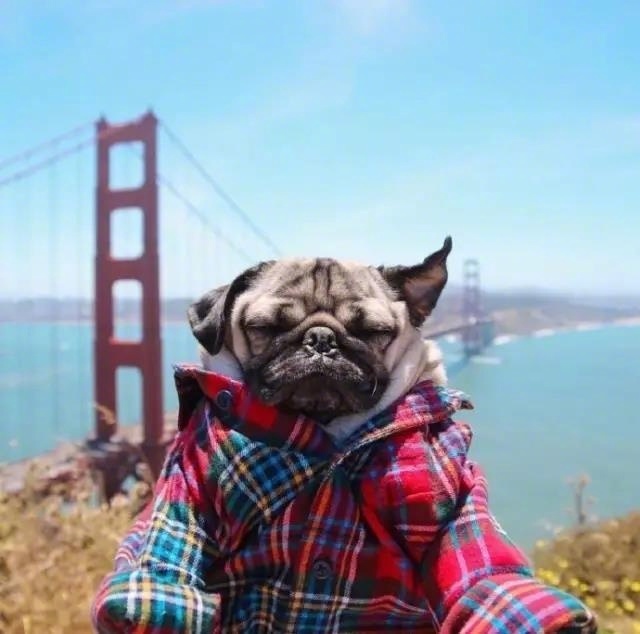 萌宠沙皮狗图片_梦想是每年去不同的地方旅行
