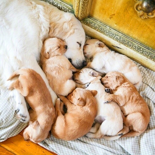 萌宠图片_一窝的金毛狗狗图片