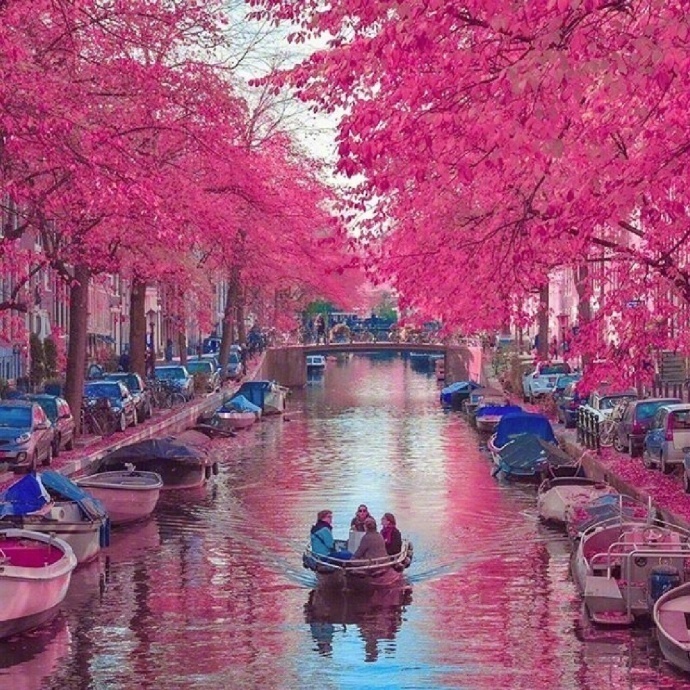 粉红色荷兰风景图片