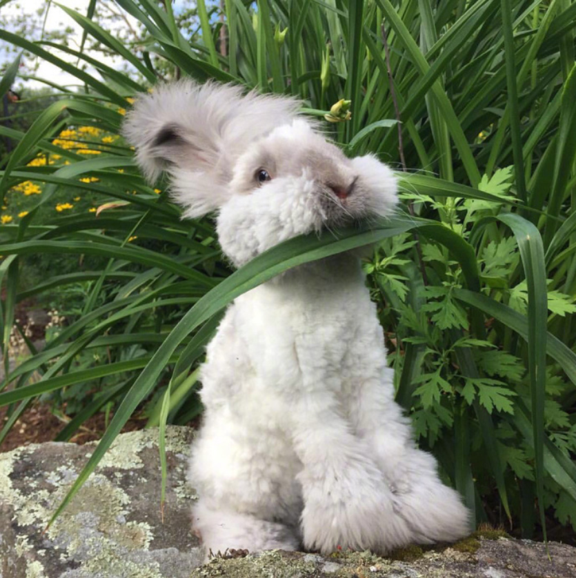 萌宠狗狗图片_安哥拉兔molly太可爱了像个毛绒玩