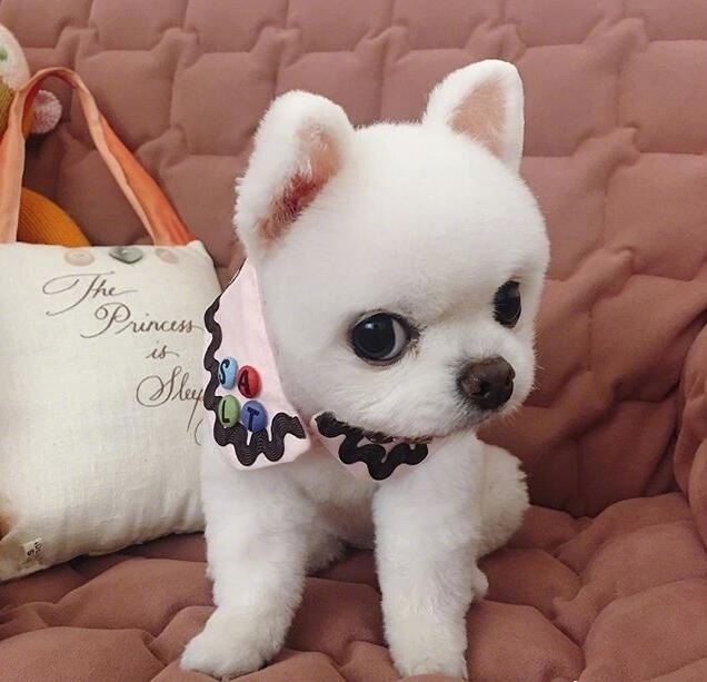 萌宠图片_颜值爆表的小博美犬图片