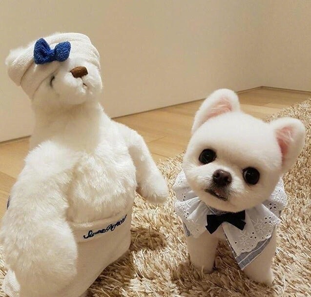 萌宠图片_颜值爆表的小博美犬图片