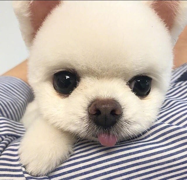 萌宠图片_颜值爆表的小博美犬图片