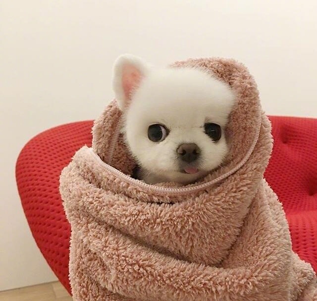 萌宠图片_颜值爆表的小博美犬图片