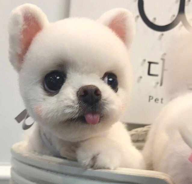 萌宠图片_颜值爆表的小博美犬图片