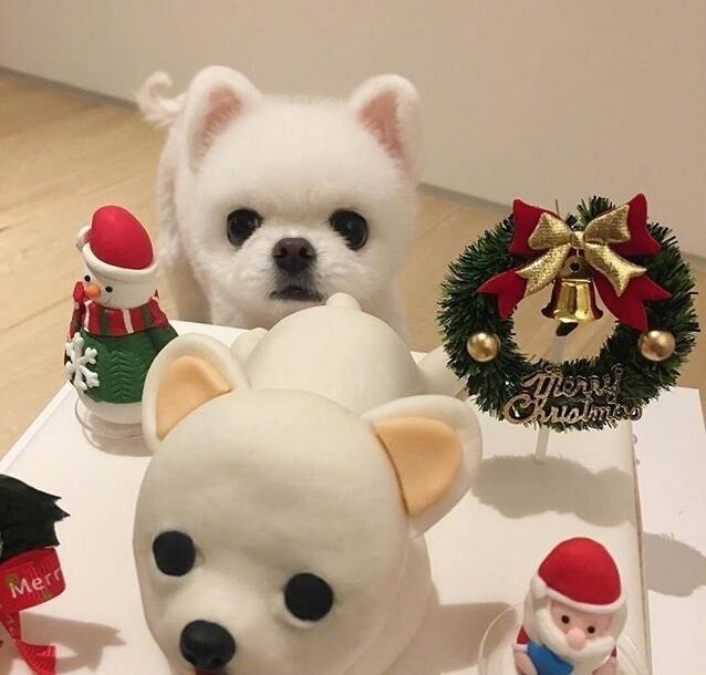 萌宠图片_颜值爆表的小博美犬图片