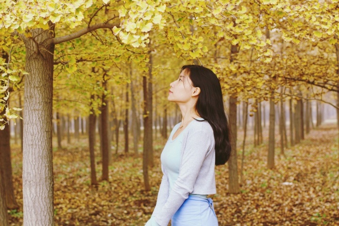 北京昌平张各庄银杏林风景图片