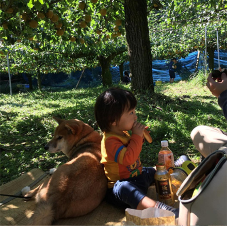 小柴犬Minami与它的小主人萌娃的萌宠图片