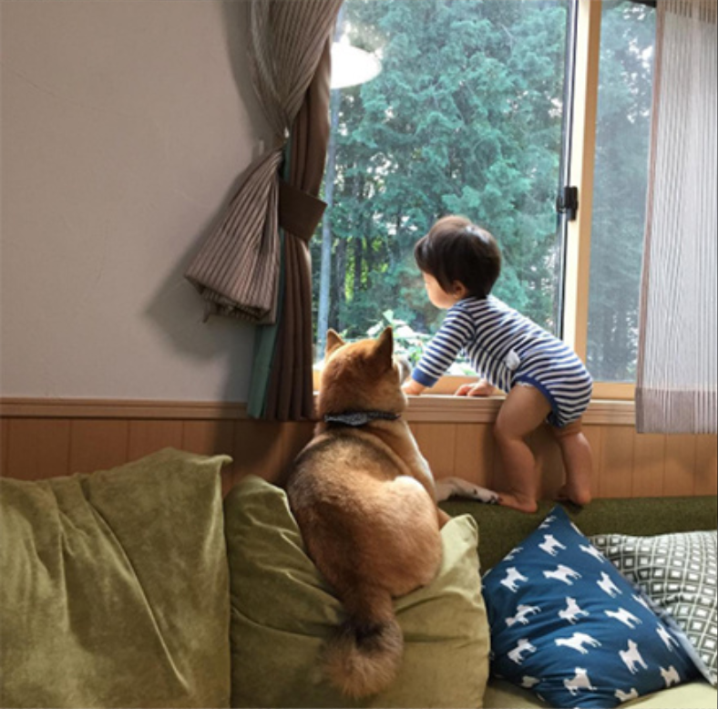 小柴犬Minami与它的小主人萌娃的萌宠图片