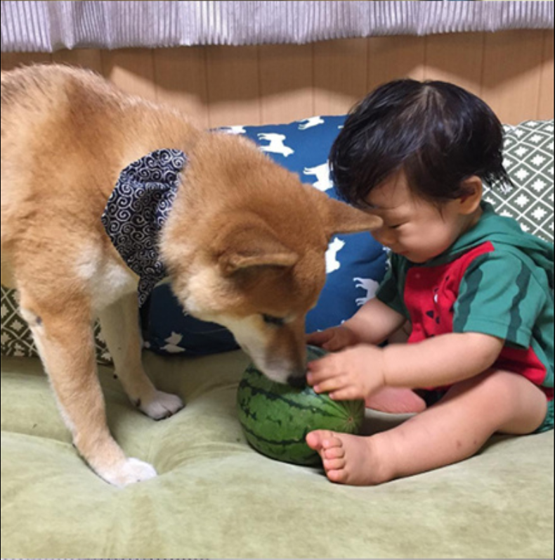小柴犬Minami与它的小主人萌娃的萌宠图片