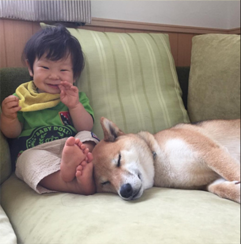 小柴犬Minami与它的小主人萌娃的萌宠图片