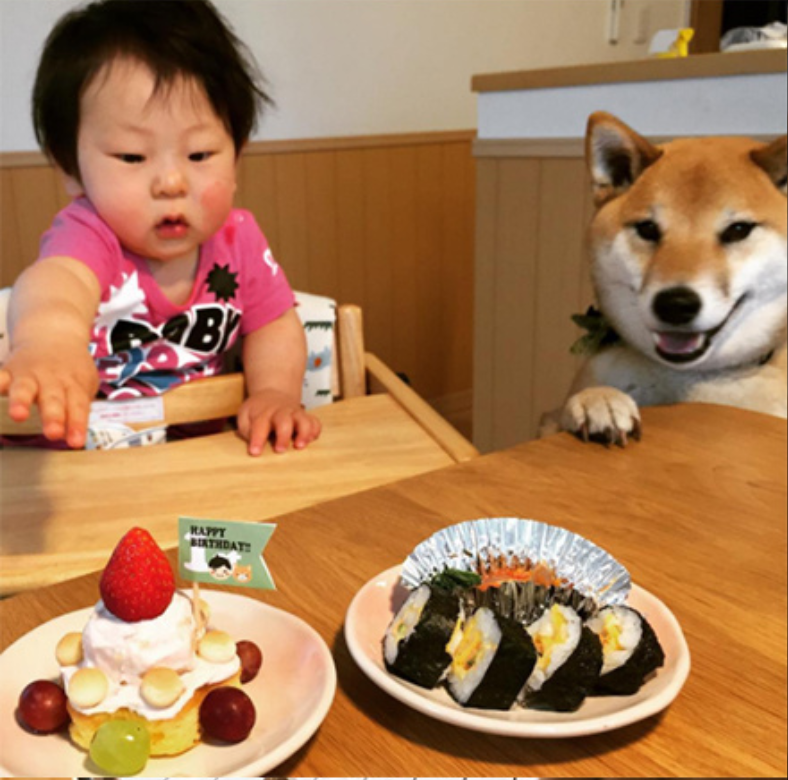 小柴犬Minami与它的小主人萌娃的萌宠图片