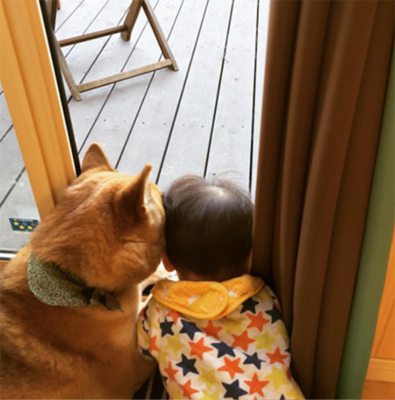 小柴犬Minami与它的小主人萌娃的萌宠图片