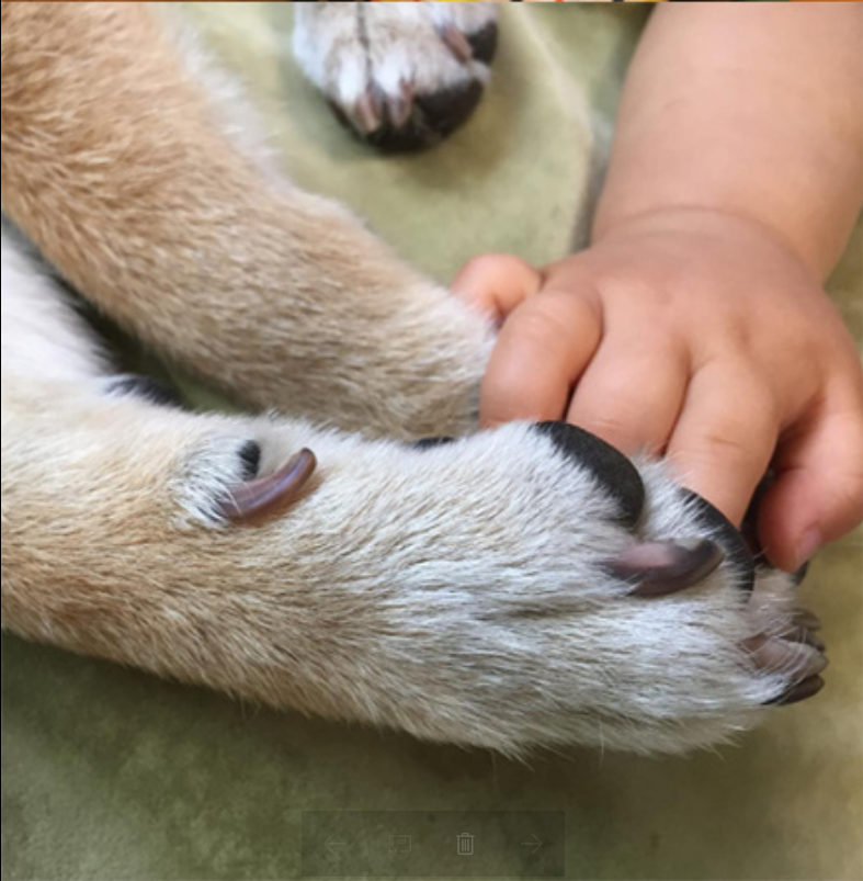 小柴犬Minami与它的小主人萌娃的萌宠图片