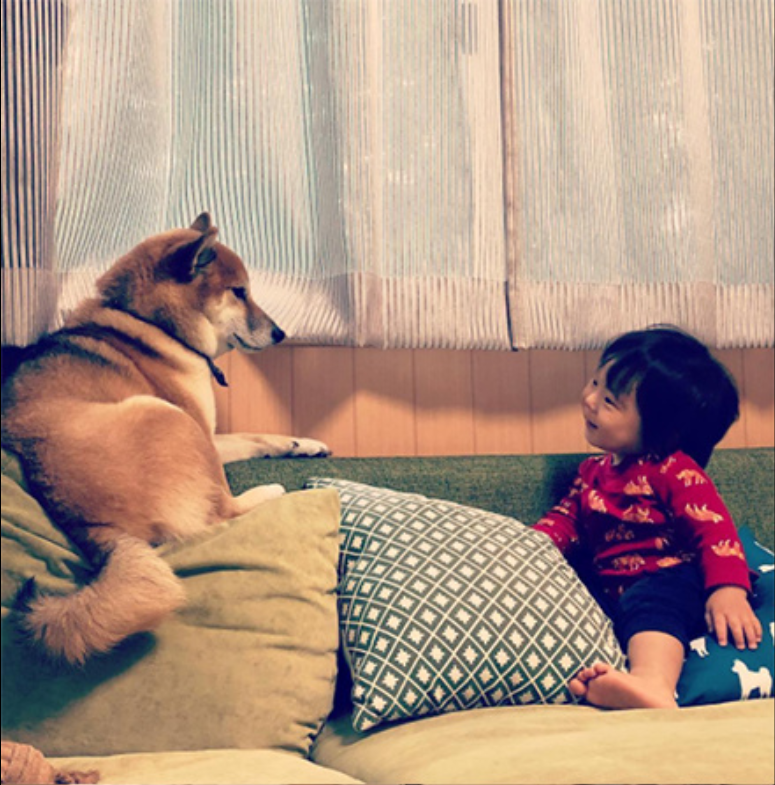 小柴犬Minami与它的小主人萌娃的萌宠图片