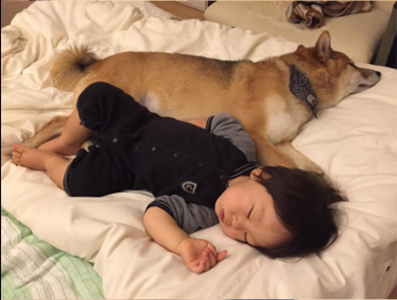 小柴犬Minami与它的小主人萌娃的萌宠图片