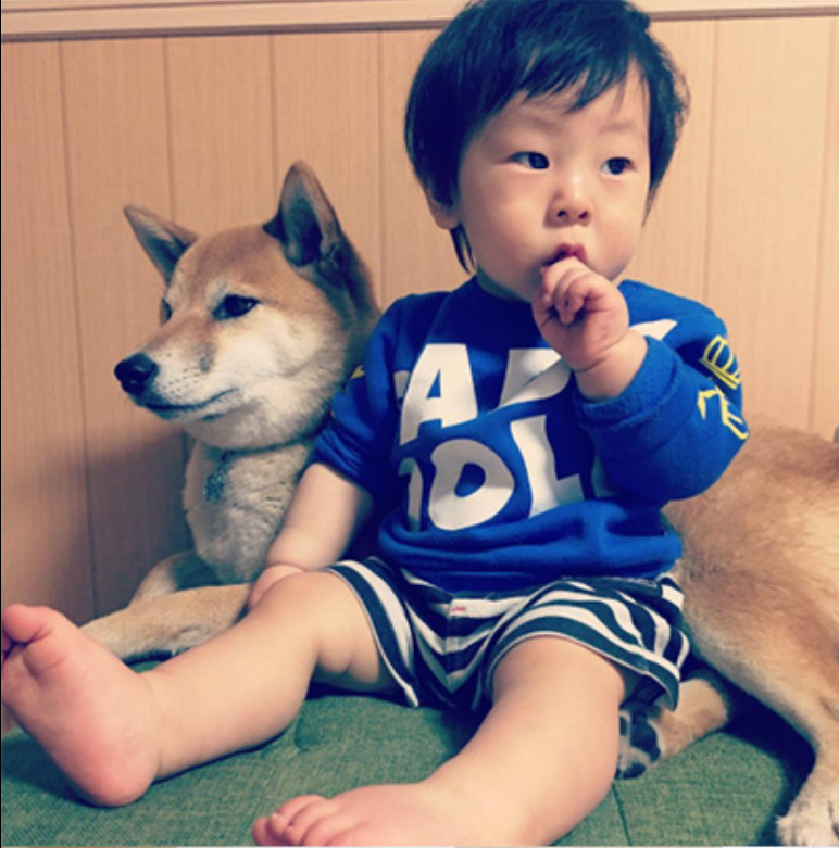 小柴犬Minami与它的小主人萌娃的萌宠图片