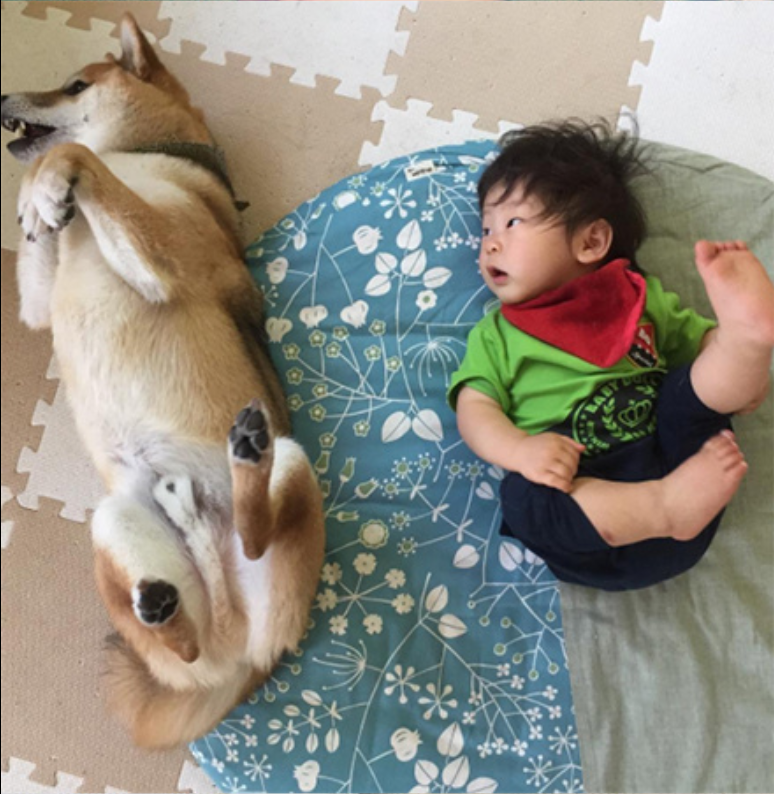 小柴犬Minami与它的小主人萌娃的萌宠图片