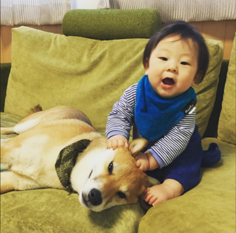 小柴犬Minami与它的小主人萌娃的萌宠图片