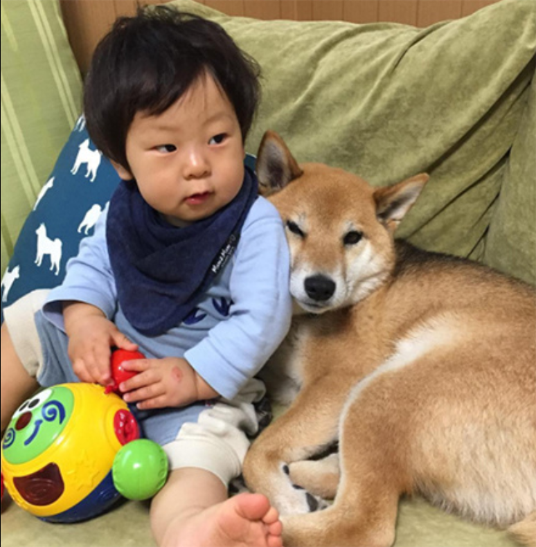 小柴犬Minami与它的小主人萌娃的萌宠图片
