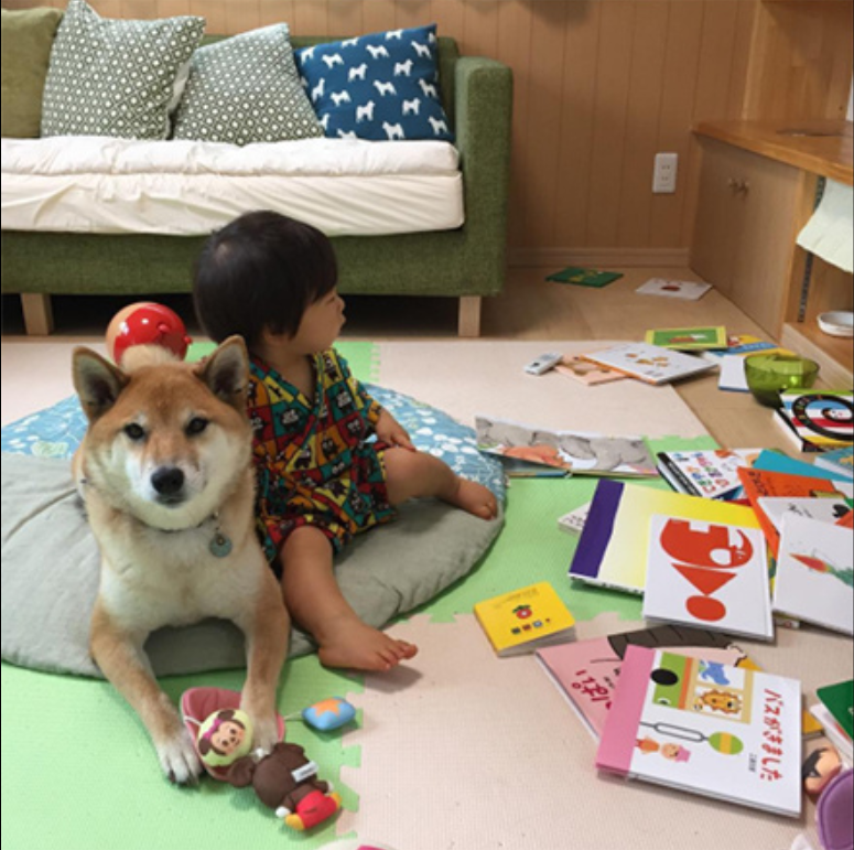 小柴犬Minami与它的小主人萌娃的萌宠图片