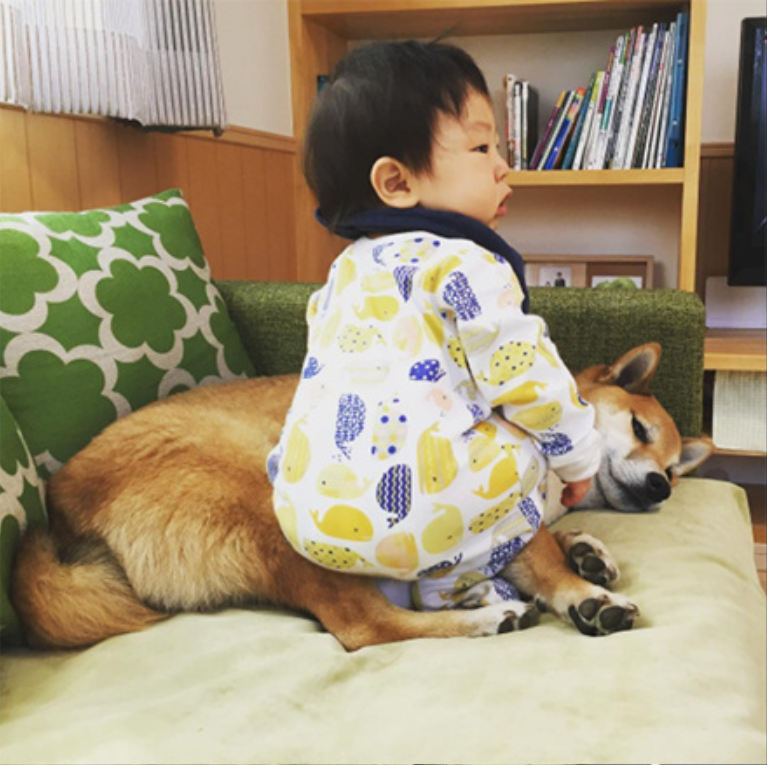 小柴犬Minami与它的小主人萌娃的萌宠图片