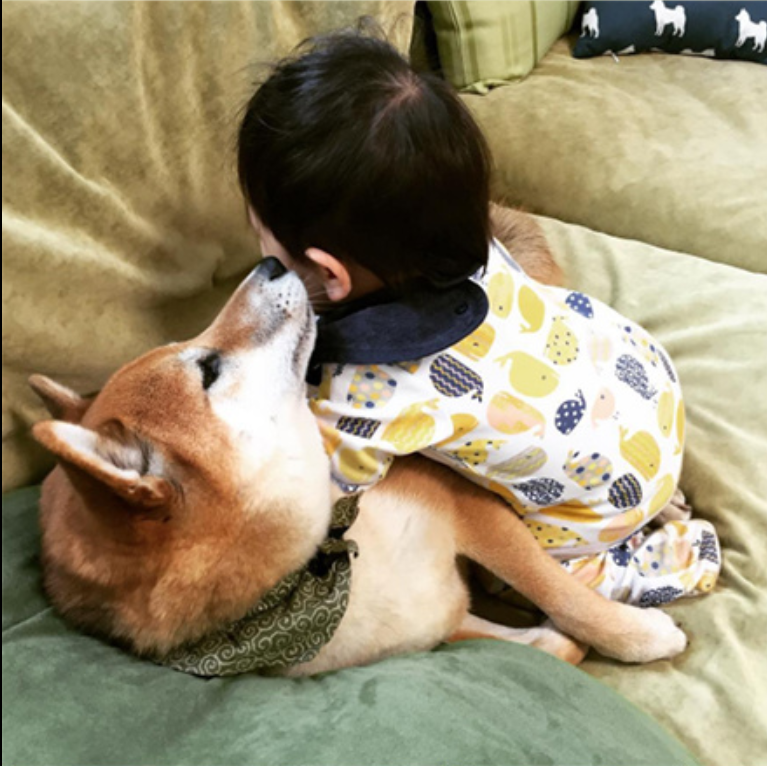 小柴犬Minami与它的小主人萌娃的萌宠图片