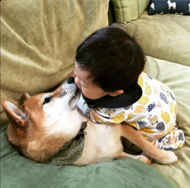 小柴犬Minami与它的小主人萌娃的萌宠图片