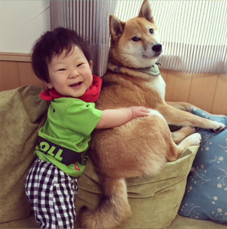 小柴犬Minami与它的小主人萌娃的萌宠图片