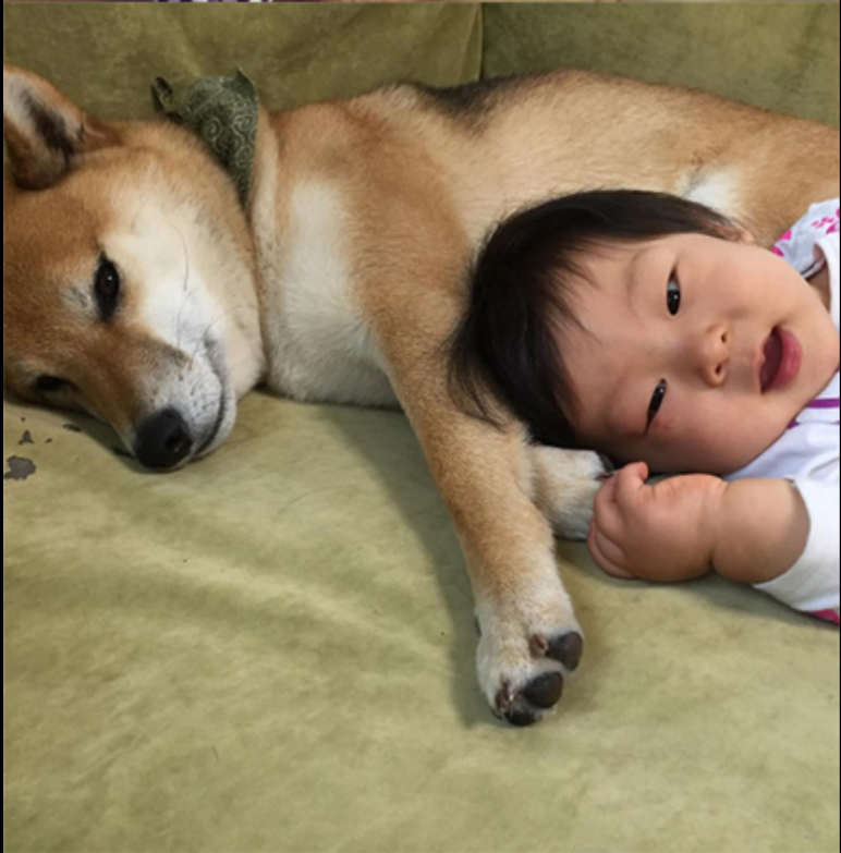小柴犬Minami与它的小主人萌娃的萌宠图片