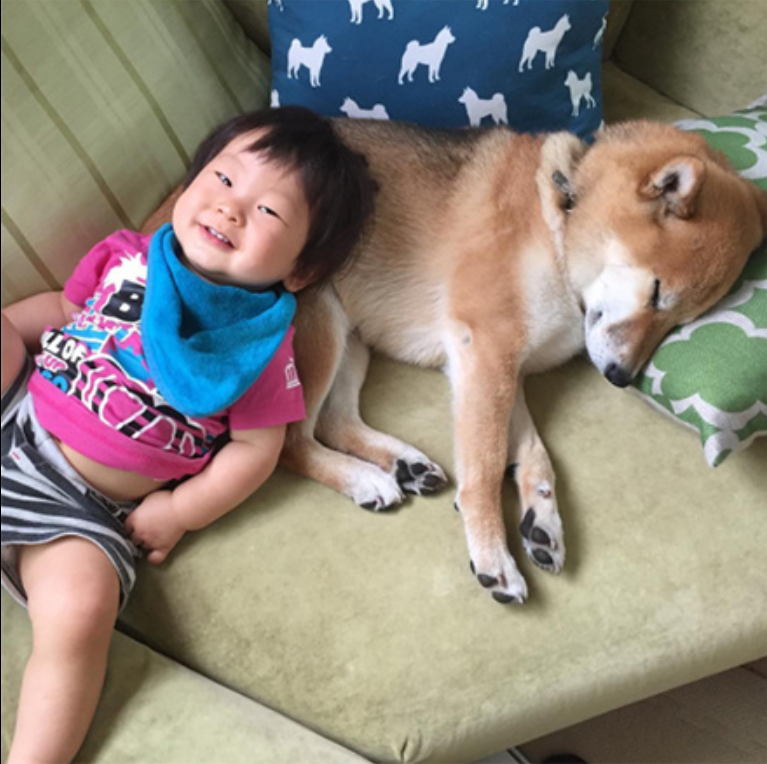 小柴犬Minami与它的小主人萌娃的萌宠图片