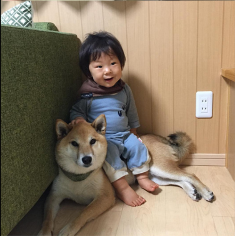 小柴犬Minami与它的小主人萌娃的萌宠图片