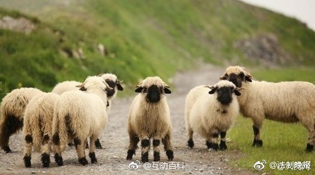 瑞士黑鼻绵羊看不见五官蠢萌图片