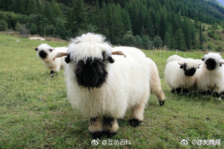 瑞士黑鼻绵羊看不见五官蠢萌图片