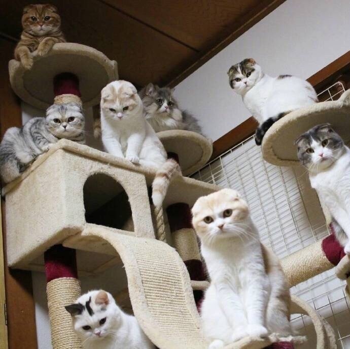 萌宠图片:日本一家主人养了10只猫星人图片