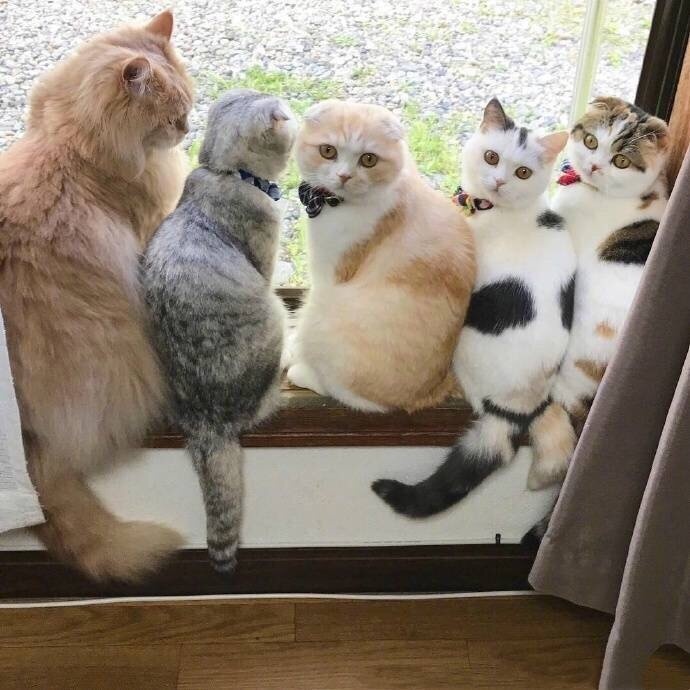 萌宠图片:日本一家主人养了10只猫星人图片