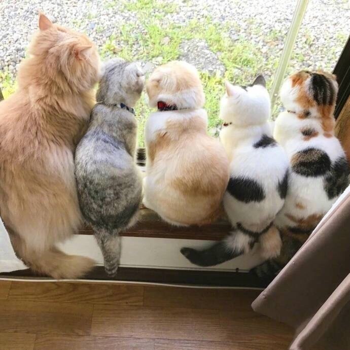 萌宠图片:日本一家主人养了10只猫星人图片