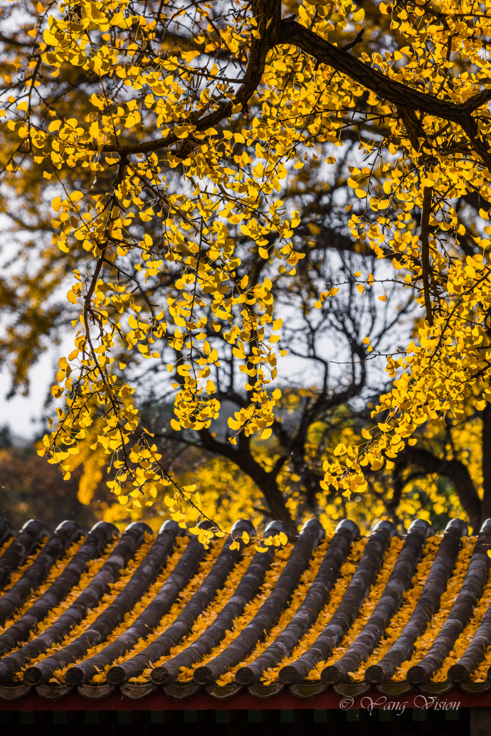 北京龙泉寺千年古银杏风景图片