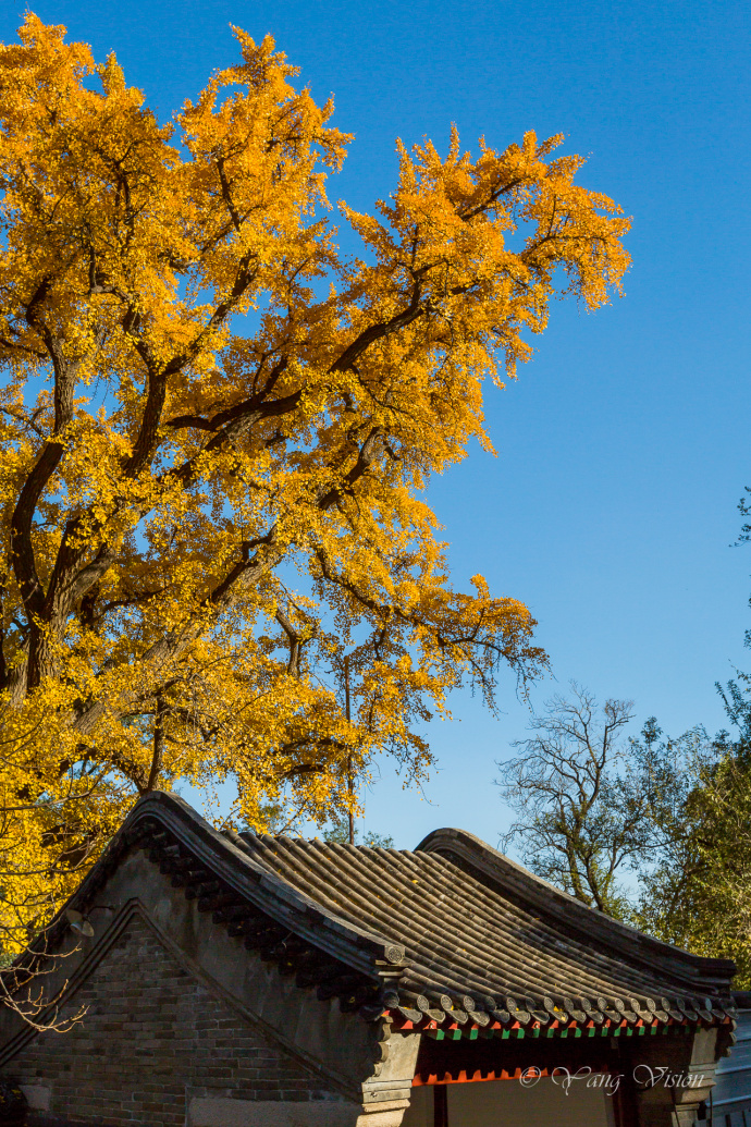 北京龙泉寺千年古银杏风景图片