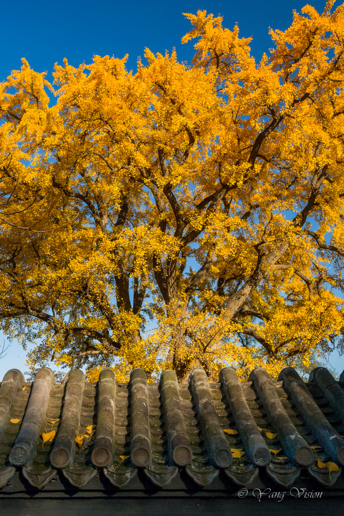 北京龙泉寺千年古银杏风景图片