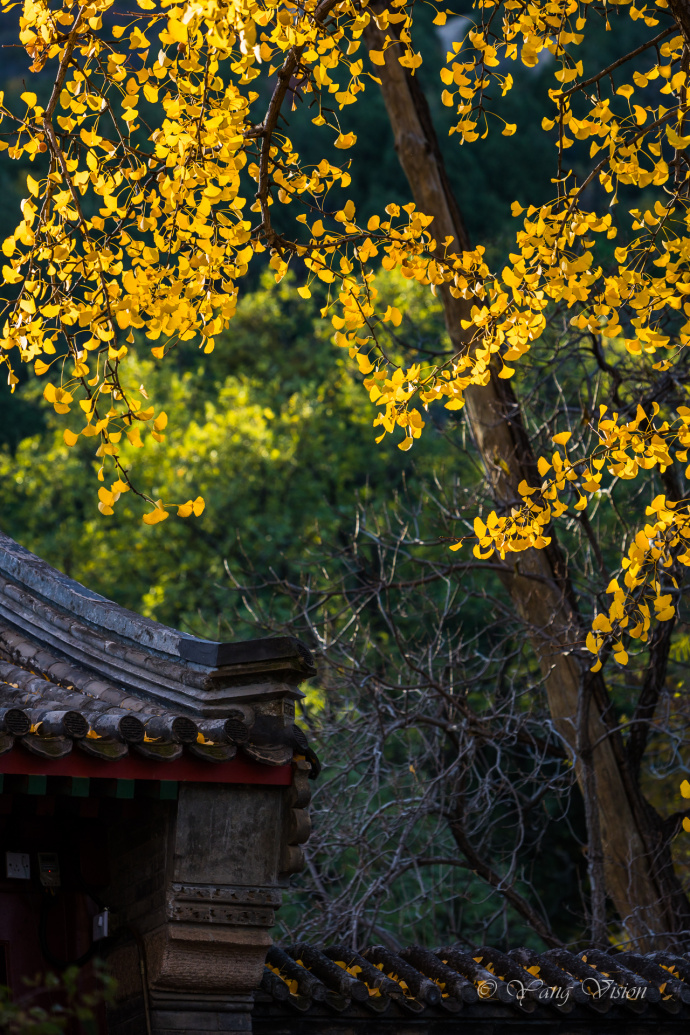 北京龙泉寺千年古银杏风景图片