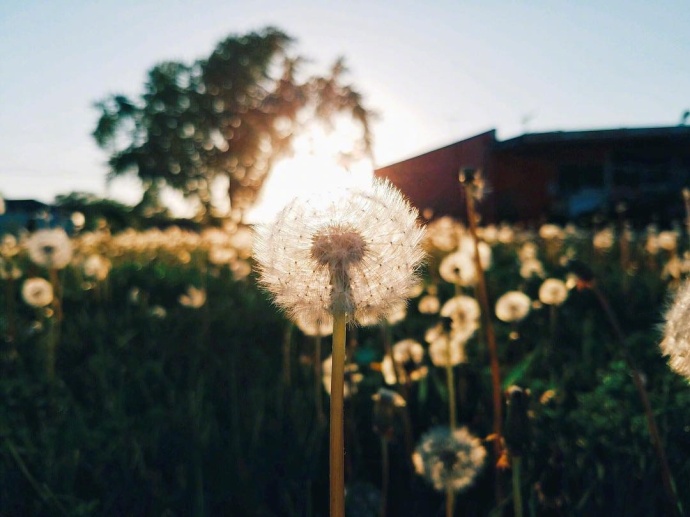 生活的花儿唯美图片