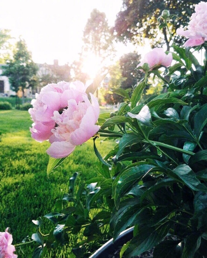 生活的花儿唯美图片