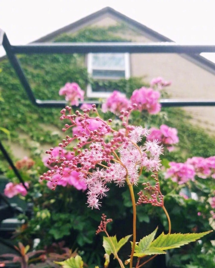 生活的花儿唯美图片