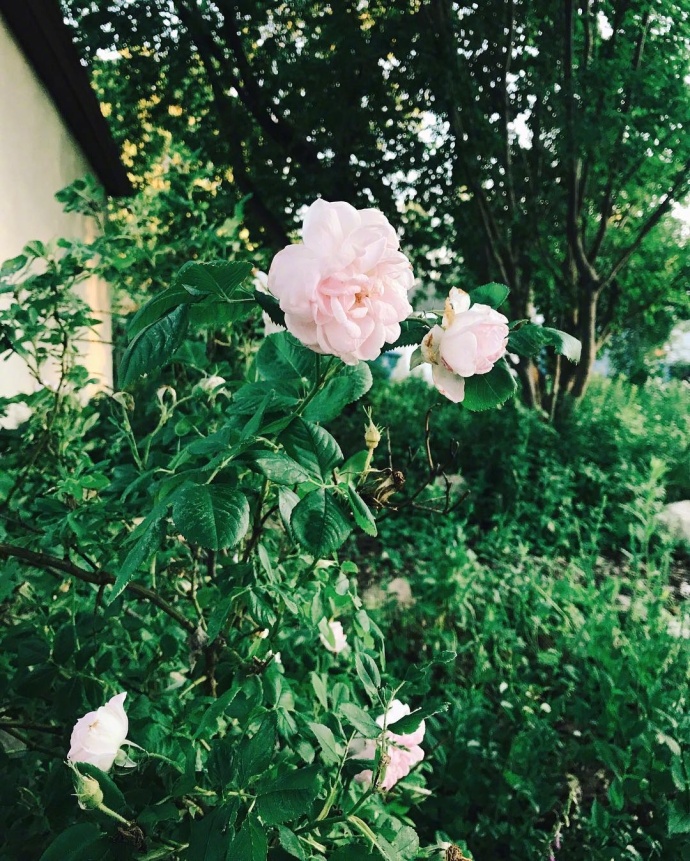 生活的花儿唯美图片