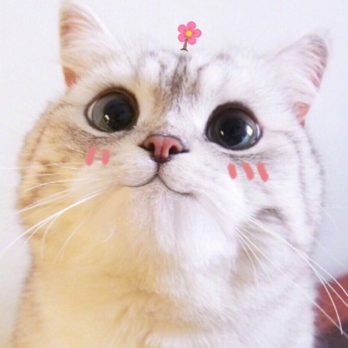 萌宠猫咪图片_日常吸猫图片喵星人可爱图片