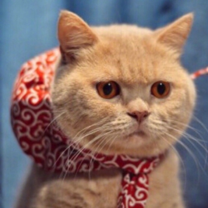 萌宠猫咪图片_日常吸猫图片喵星人可爱图片